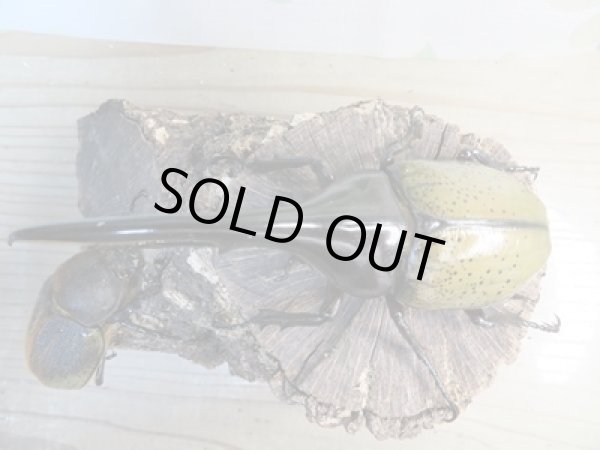 画像2: ☆新成虫☆D.H.ヘラクレス♂134ミリ♀64ミリペア販売!! (2)