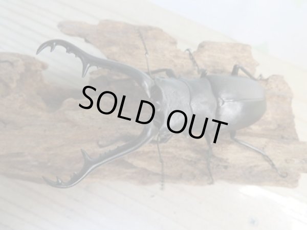 画像2: ☆新成虫☆ギラファノコギリクワガタ(亜種ケイスケ)♂99ミリ♀48ミリペア販売!! (2)