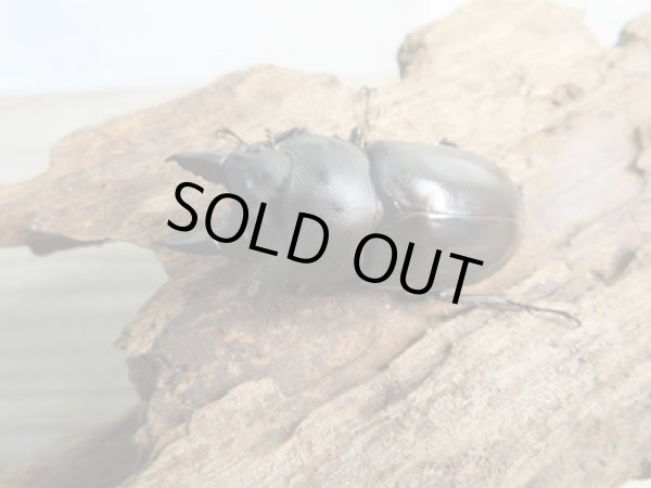 画像2: ☆最高峰☆フルストルファーオウゴンオニクワガタ♂43ミリ♀43ミリペア販売!! (2)