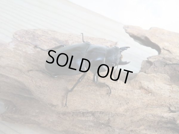 画像4: ☆新成虫☆ギラファノコギリクワガタ(亜種ケイスケ)♂99ミリ♀48ミリペア販売!! (4)