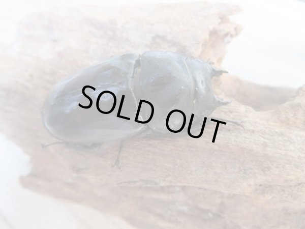 画像4: ☆最高峰☆フルストルファーオウゴンオニクワガタ♂43ミリ♀43ミリペア販売!! (4)