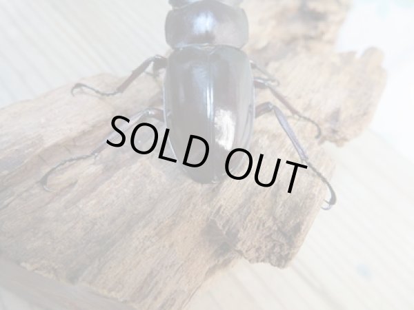 画像3: ☆新成虫☆フォルスターフタマタクワガタ(亜種キヨタミ)♂65ミリ♀41ミリペア販売!! (3)