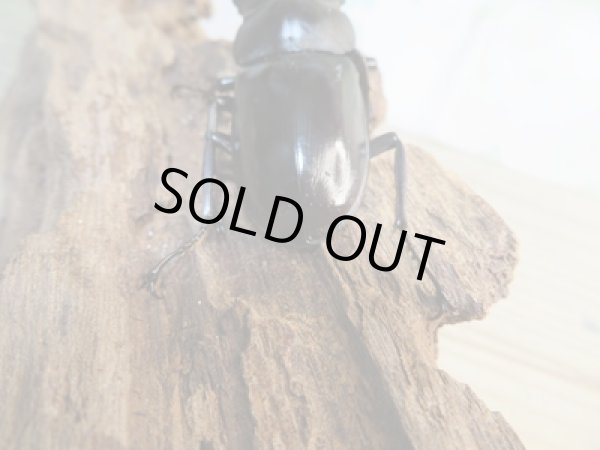 画像3: ☆新成虫☆フォルスターフタマタクワガタ（亜種キヨタミ）♂71ミリ♀43ミリペア販売！！ (3)