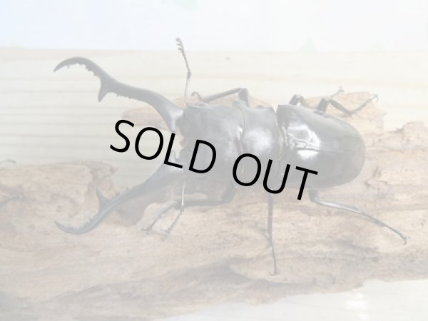 画像2: ☆大型新成虫☆ギラファノコギリクワガタ(亜種ダイスケ)♂107ミリ♀54ミリペア販売!! (2)