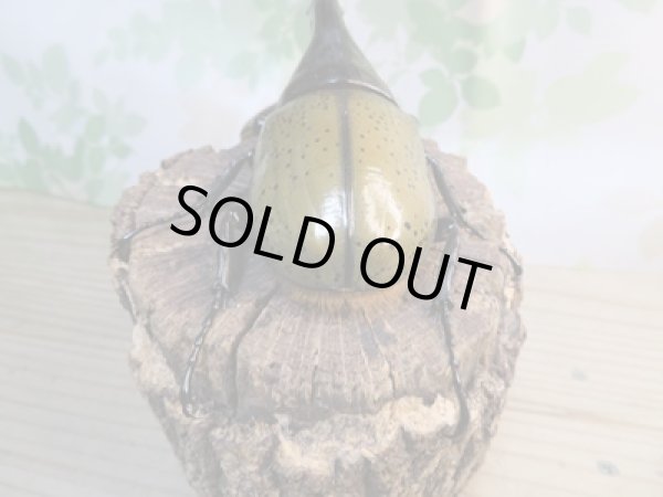 画像3: ☆新成虫☆D.H.ヘラクレス♂134ミリ♀64ミリペア販売!! (3)