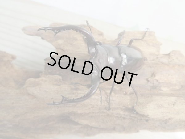 画像2: ☆新成虫☆フォルスターフタマタクワガタ（亜種キヨタミ）♂68ミリ♀41ミリペア販売！！ (2)