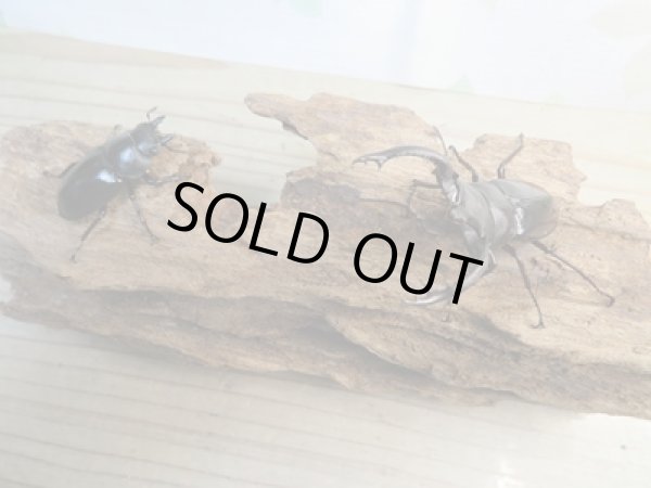 画像5: ☆新成虫☆フォルスターフタマタクワガタ(亜種キヨタミ)♂65ミリ♀41ミリペア販売!! (5)