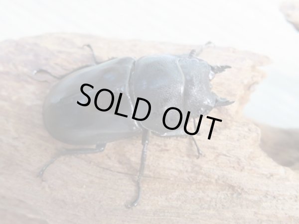 画像4: ☆最高峰☆フルストルファーオウゴンオニクワガタ♂41ミリ♀40ミリペア販売!! (4)