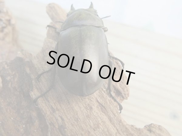 画像3: ☆最高峰☆フルストルファーオウゴンオニクワガタ♂41ミリ♀40ミリペア販売!! (3)