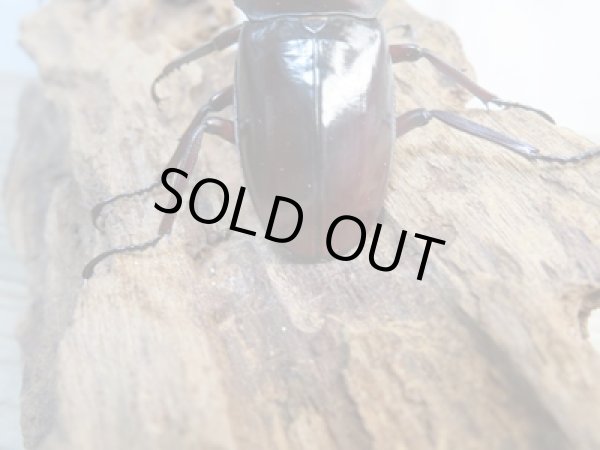 画像3: ☆新成虫☆フォルスターフタマタクワガタ（亜種キヨタミ）♂68ミリ♀41ミリペア販売！！ (3)