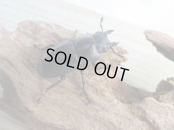 画像4: ☆新成虫☆フォルスターフタマタクワガタ(亜種キヨタミ)♂65ミリ♀41ミリペア販売!! (4)