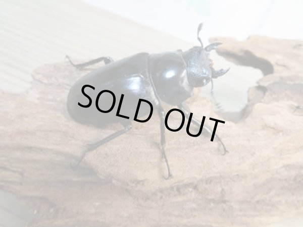 画像4: ☆新成虫☆ギラファノコギリクワガタ（亜種ケイスケ）♂104ミリ♀53ミリペア販売！！ (4)