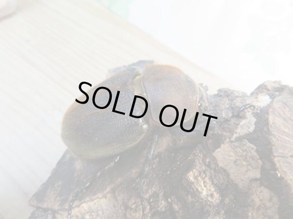 画像4: ☆新成虫☆D.H.ヘラクレス♂134ミリ♀64ミリペア販売!! (4)