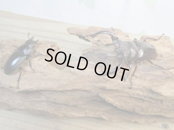 画像5: ☆新成虫☆フォルスターフタマタクワガタ（亜種キヨタミ）♂68ミリ♀41ミリペア販売！！ (5)