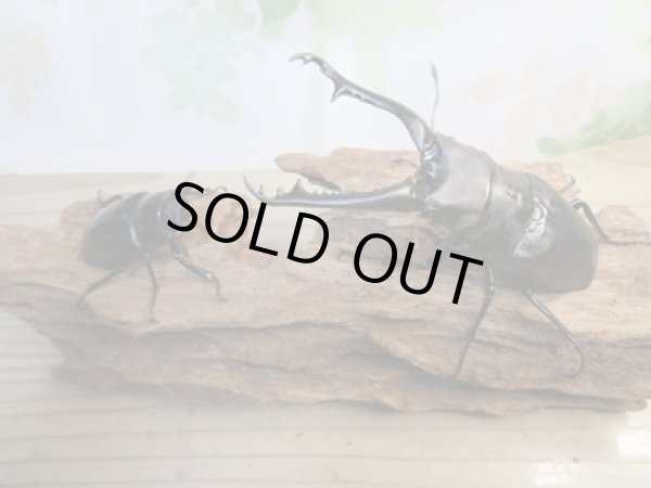 画像5: ☆新成虫☆ギラファノコギリクワガタ（亜種ケイスケ）♂104ミリ♀53ミリペア販売！！ (5)