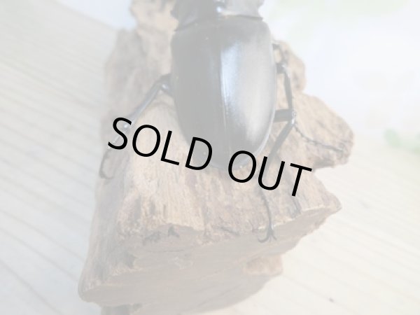 画像3: ☆新成虫☆ギラファノコギリクワガタ（亜種ケイスケ）♂104ミリ♀53ミリペア販売！！ (3)