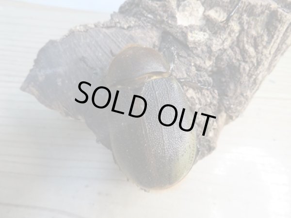 画像4: ☆新成虫☆D.H.ヘラクレス♂134ミリ♀64ミリペア販売!! (4)