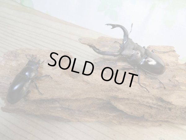 画像5: ☆新成虫☆フォルスターフタマタクワガタ（亜種キヨタミ）♂71ミリ♀43ミリペア販売！！ (5)