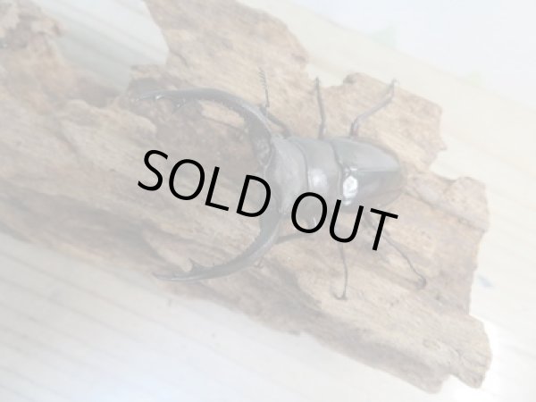 画像2: ☆新成虫☆フォルスターフタマタクワガタ(亜種キヨタミ)♂65ミリ♀41ミリペア販売!! (2)