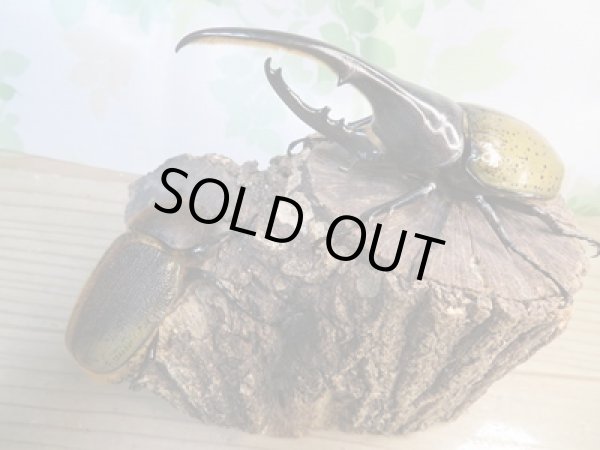 画像5: ☆新成虫☆D.H.ヘラクレス♂134ミリ♀64ミリペア販売!! (5)