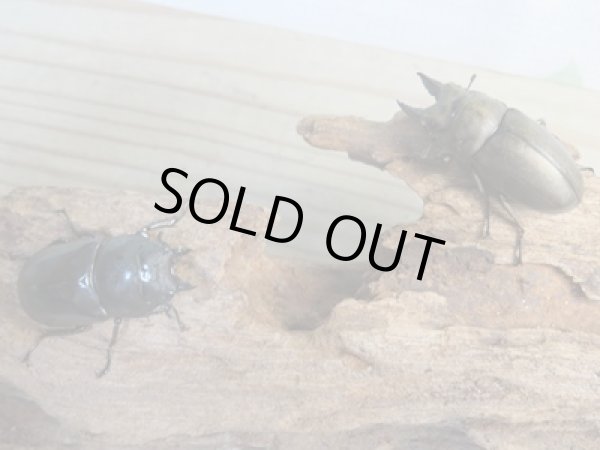 画像5: ☆最高峰☆フルストルファーオウゴンオニクワガタ♂41ミリ♀40ミリペア販売!! (5)