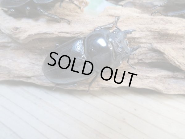 画像5: ☆新成虫☆国産オオクワガタ(久留米産)♂84ミリ♀53ミリペア+53ミリ計3頭トリオ販売!! (5)