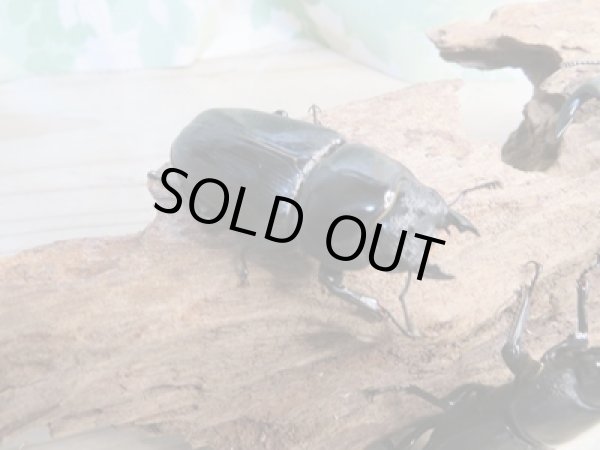 画像4: ☆新成虫☆国産オオクワガタ(久留米産)♂81ミリ♀53ミリペア+52ミリ計3頭トリオ販売!! (4)