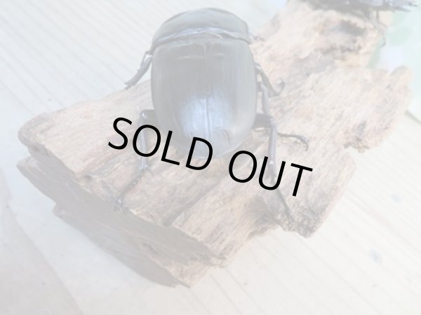 画像3: ☆新成虫☆国産オオクワガタ(久留米産)♂82ミリ♀54ミリペア+53ミリ計3頭トリオ販売!! (3)