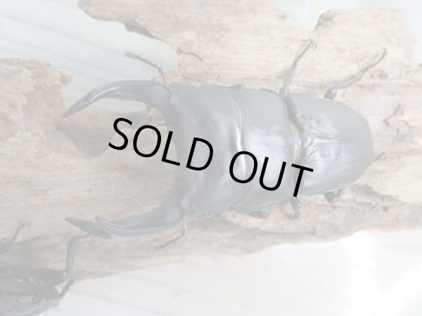 画像2: ☆新成虫☆国産オオクワガタ(久留米産)♂81ミリ♀53ミリペア+52ミリ計3頭トリオ販売!! (2)