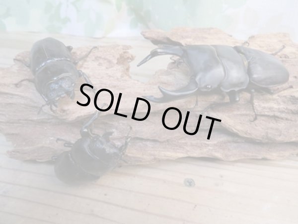 画像6: ☆新成虫☆国産オオクワガタ(久留米産)♂81ミリ♀53ミリペア+52ミリ計3頭トリオ販売!! (6)