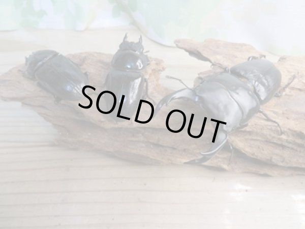 画像6: ☆新成虫☆国産オオクワガタ(久留米産)♂82ミリ♀54ミリペア+53ミリ計3頭トリオ販売!! (6)