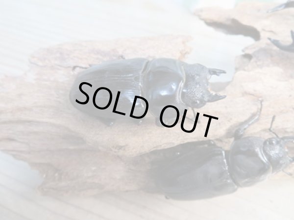 画像4: ☆新成虫☆国産オオクワガタ(久留米産)♂84ミリ♀53ミリペア+53ミリ計3頭トリオ販売!! (4)