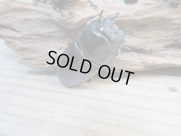 画像5: ☆新成虫☆国産オオクワガタ(久留米産)♂81ミリ♀53ミリペア+52ミリ計3頭トリオ販売!! (5)