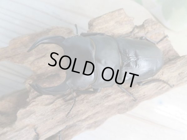 画像2: ☆新成虫☆国産オオクワガタ(久留米産)♂84ミリ♀53ミリペア+53ミリ計3頭トリオ販売!! (2)