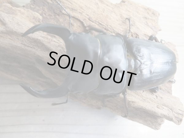 画像2: ☆新成虫☆国産オオクワガタ(久留米産)♂82ミリ♀54ミリペア+53ミリ計3頭トリオ販売!! (2)