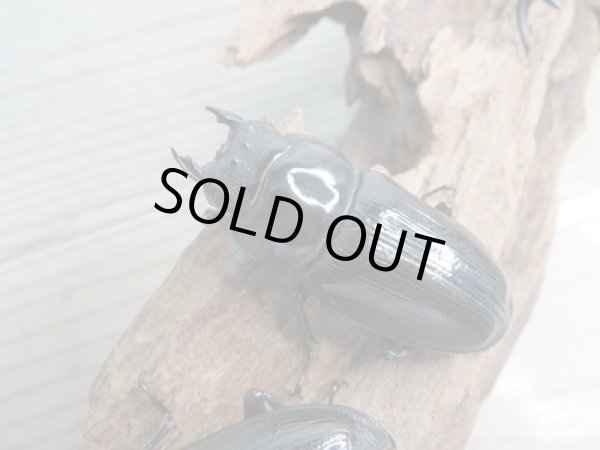 画像5: ☆新成虫☆国産オオクワガタ(久留米産)♂82ミリ♀54ミリペア+53ミリ計3頭トリオ販売!! (5)