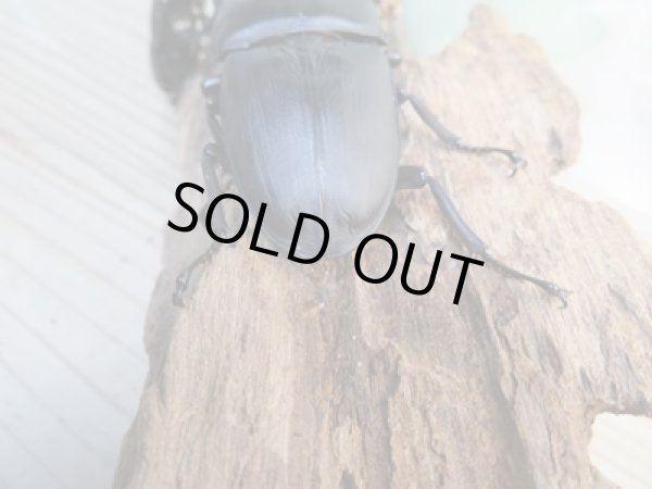 画像3: ☆新成虫☆国産オオクワガタ(久留米産)♂81ミリ♀53ミリペア+52ミリ計3頭トリオ販売!! (3)