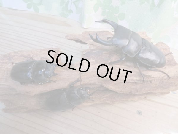 画像6: ☆新成虫☆国産オオクワガタ(久留米産)♂84ミリ♀53ミリペア+53ミリ計3頭トリオ販売!! (6)