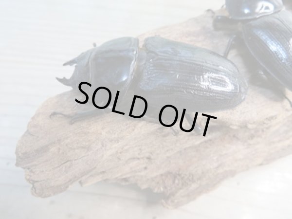 画像4: ☆新成虫☆国産オオクワガタ(久留米産)♂82ミリ♀54ミリペア+53ミリ計3頭トリオ販売!! (4)