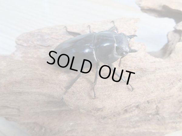 画像4: ☆大型新成虫☆ツカモトフタマタクワガタ♂82ミリ♀41ミリペア販売!! (4)