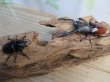 画像5: ☆大型新成虫☆ツカモトフタマタクワガタ♂82ミリ♀41ミリペア販売！！ (5)
