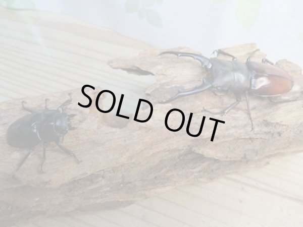 画像5: ☆大型新成虫☆ツカモトフタマタクワガタ♂82ミリ♀41ミリペア販売!! (5)