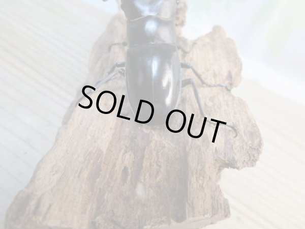 画像3: ☆新成虫☆ムニスゼッチフタマタクワガタ♂70ミリ♀40ミリペア販売!! (3)