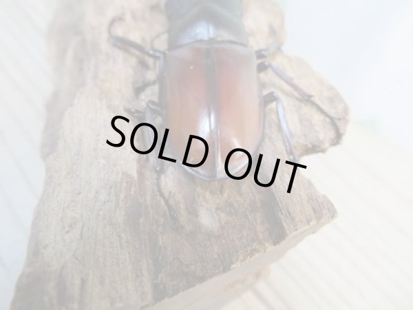 画像3: ☆大型新成虫☆ツカモトフタマタクワガタ♂82ミリ♀41ミリペア販売!! (3)