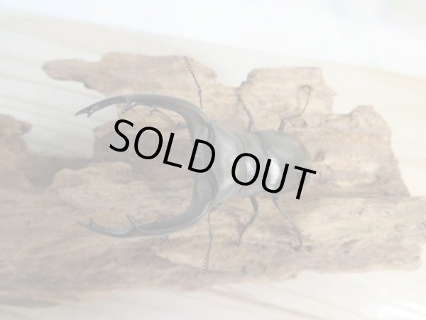 画像2: ☆新成虫☆ムニスゼッチフタマタクワガタ♂70ミリ♀40ミリペア販売!! (2)