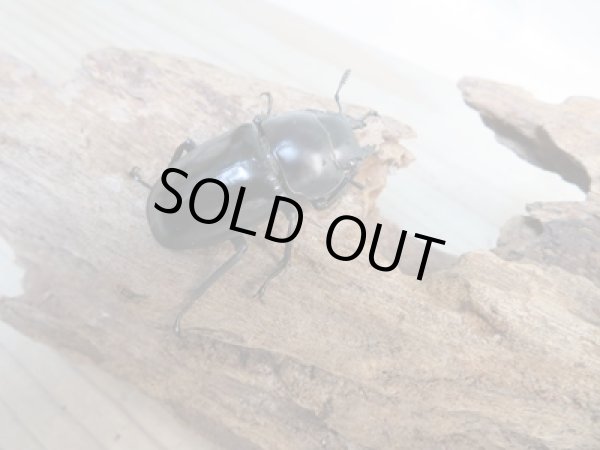 画像4: ☆新成虫☆ムニスゼッチフタマタクワガタ♂70ミリ♀40ミリペア販売!! (4)