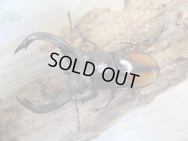 画像2: ☆新成虫☆パリーフタマタクワガタ(亜種エロンガトゥス)♂78ミリ♀45ミリペアペア販売!! (2)