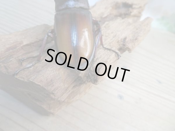 画像3: ☆新成虫☆パリーフタマタクワガタ(亜種エロンガトゥス)♂78ミリ♀45ミリペアペア販売!! (3)