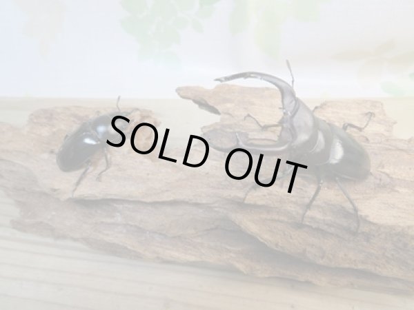 画像5: ☆新成虫☆ムニスゼッチフタマタクワガタ♂70ミリ♀40ミリペア販売!! (5)