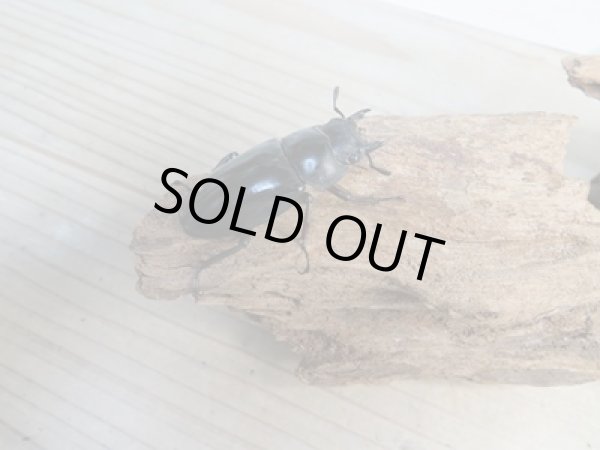 画像4: ☆新成虫☆パリーフタマタクワガタ(亜種エロンガトゥス)♂78ミリ♀45ミリペアペア販売!! (4)